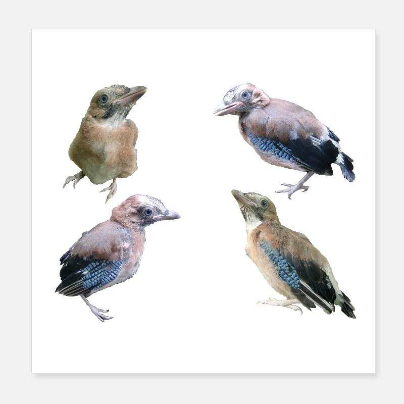 Jay Young Birds - Poster 8" x 8" (20x20 cm) - white