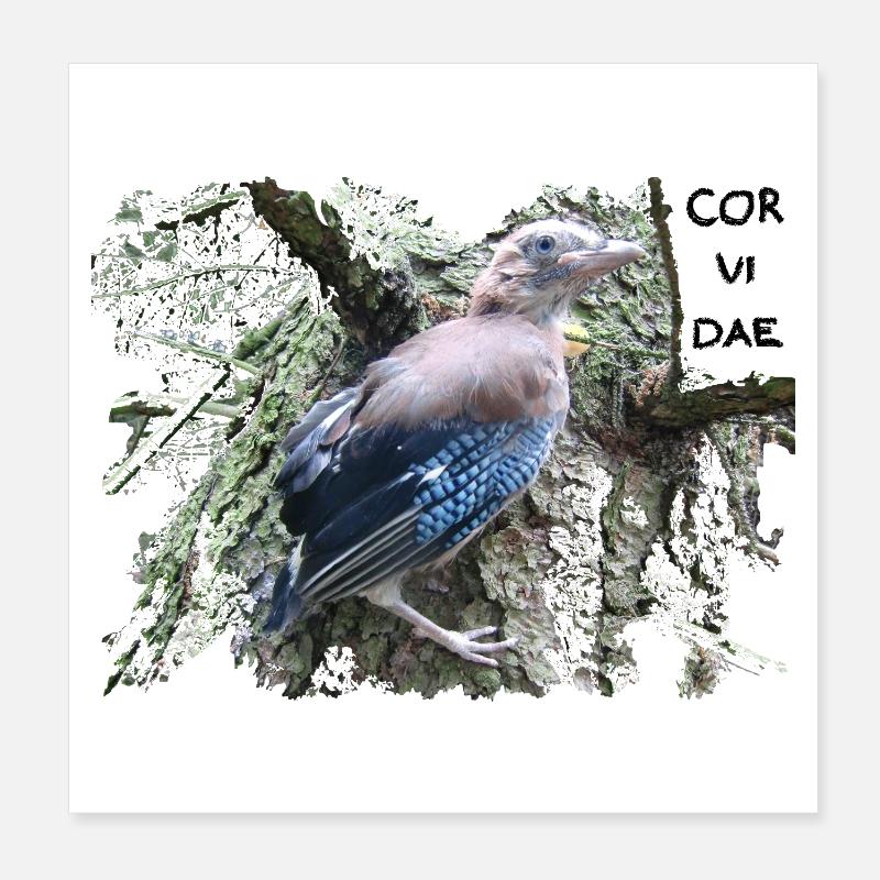 Jay Corvidae - Poster 8" x 8" (20x20 cm) - white