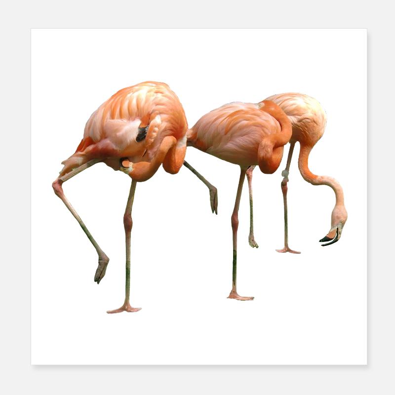 Flamingo Poster 8" x 8" (20x20 cm)