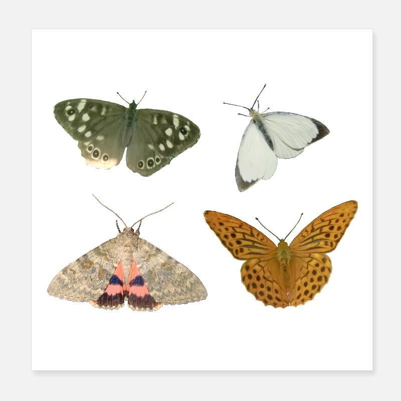 Insekten Schmetterlinge - Poster 20x20 cm - Weiß