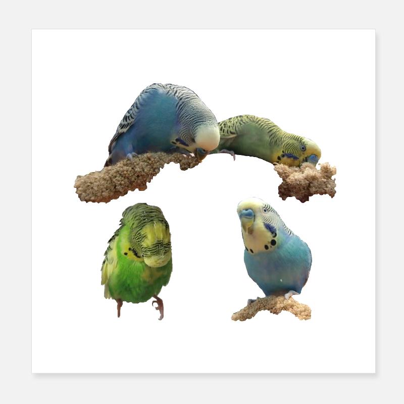 Budgies Poster 8" x 8" (20x20 cm)
