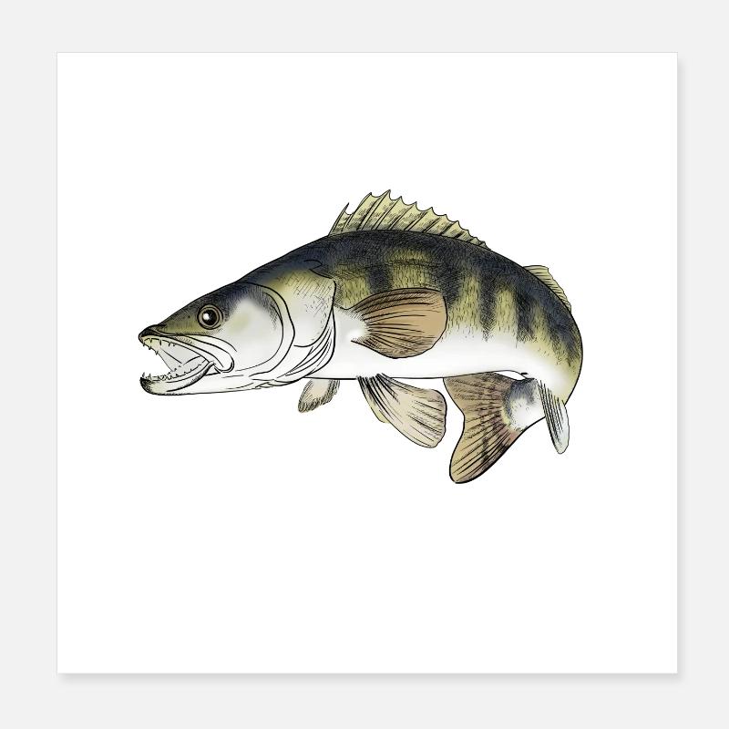 Zander Poster 20x20 cm