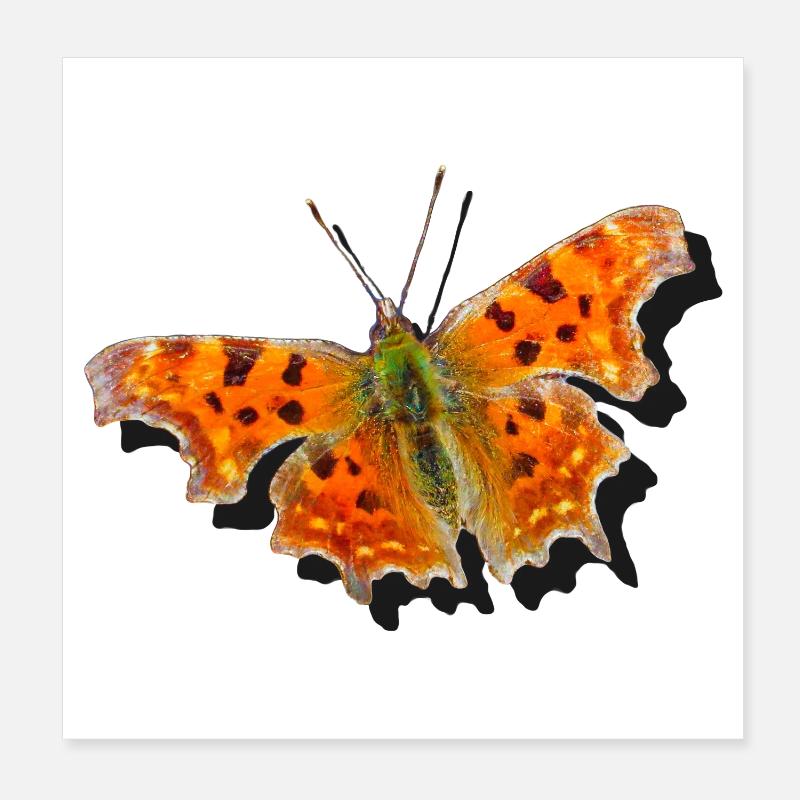 Papillon Orange C-Papillon Poster 20 x 20 cm