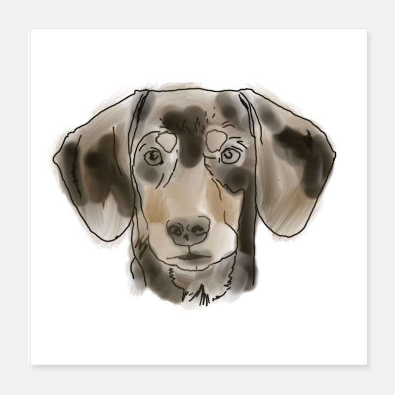 Dackel - Poster 20x20 cm - Weiß