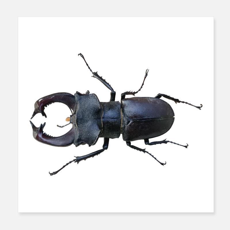 Hirschkäfer  - Poster 20x20 cm - Weiß