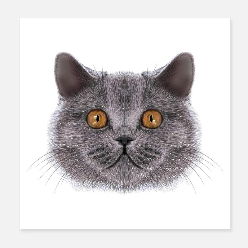 Britisch-Kurzhaar-Katze  Poster 20x20 cm