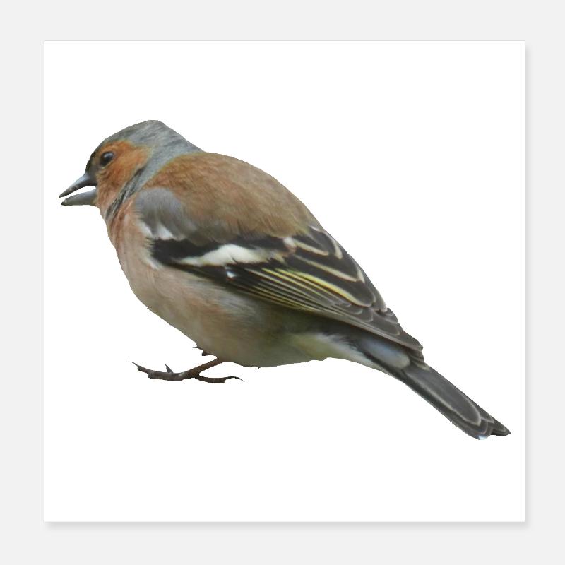 Buchfink (seitlich) - Poster 20x20 cm - Weiß