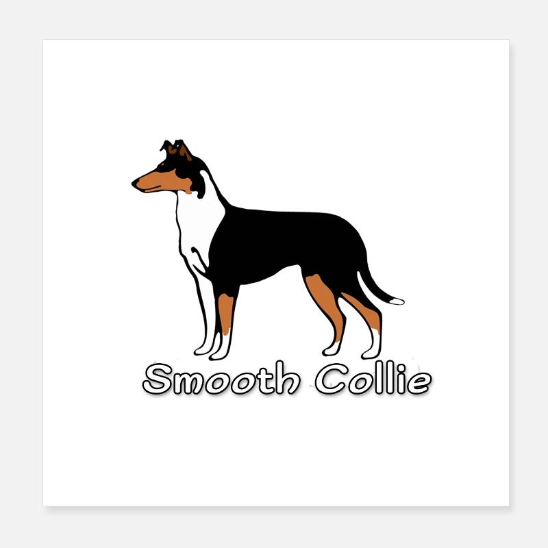 Smooth Collie tricolour - Poster 20x20 cm - Weiß