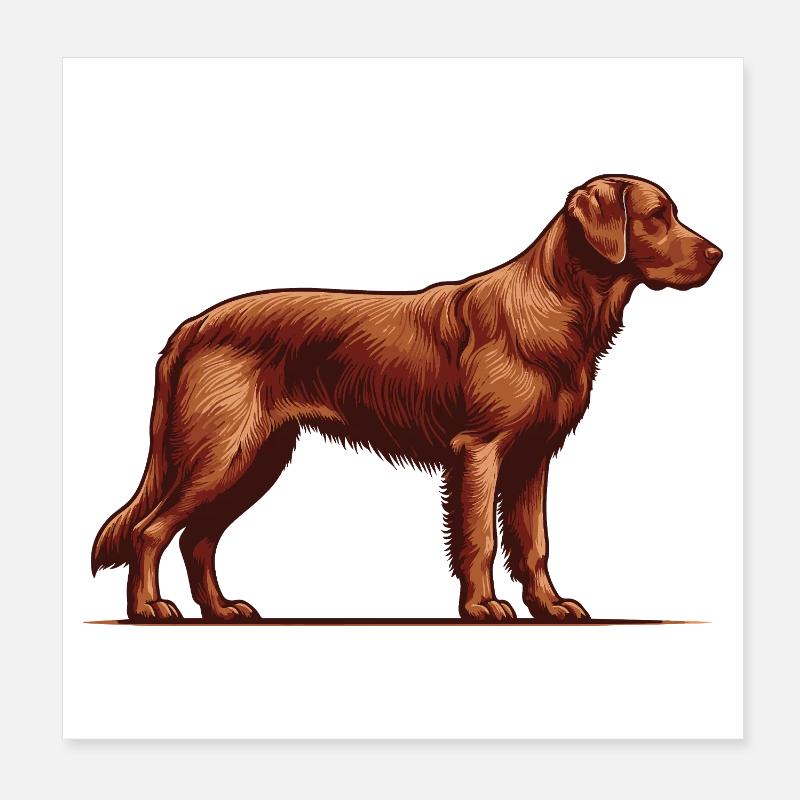 Chesapeake Bay Retriever Poster 8" x 8" (20x20 cm)
