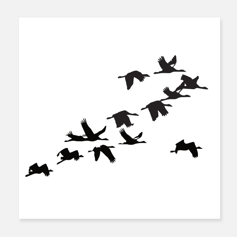 Kraniche Poster 20x20 cm