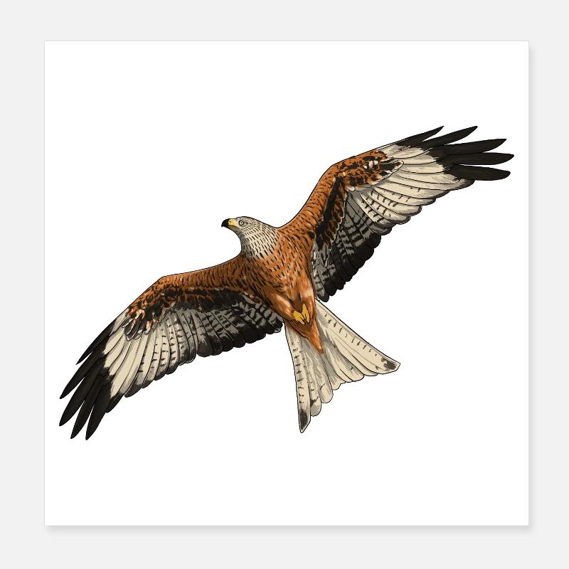 Rotmilan im Flug - Poster 20x20 cm - Weiß