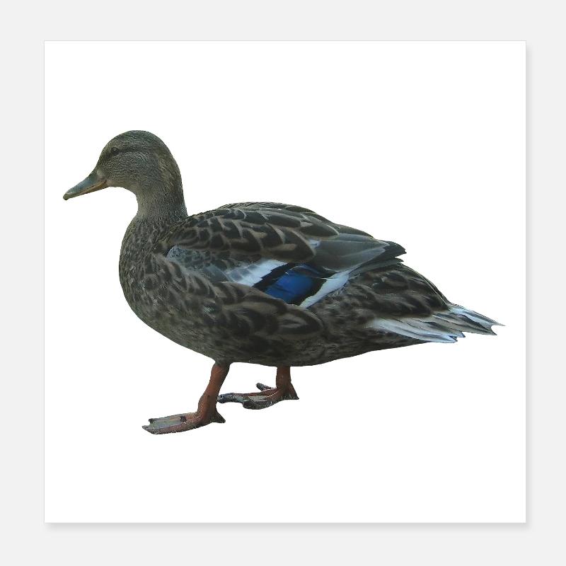canard colvert - Poster 20 x 20 cm - blanc