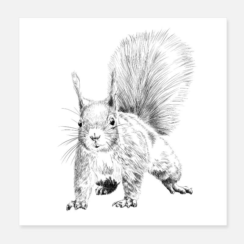 Eichhörnchen - Poster 20x20 cm - Weiß