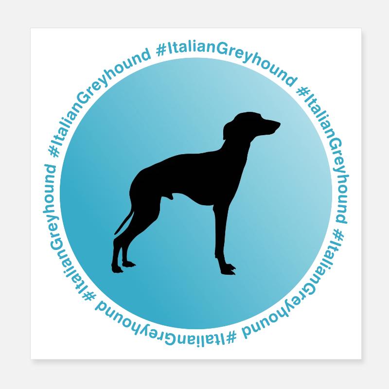 Italian greyhound - Poster 8" x 8" (20x20 cm) - white