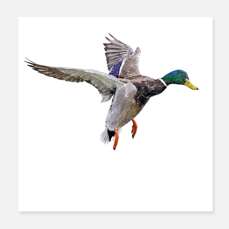 Duck Poster 20 x 20 cm
