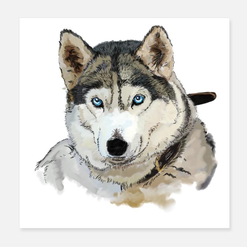 Husky - Poster 8" x 8" (20x20 cm) - white