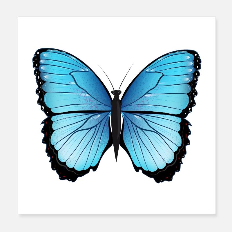 papillon bleu dessiné à la main et coloré Poster 20 x 20 cm