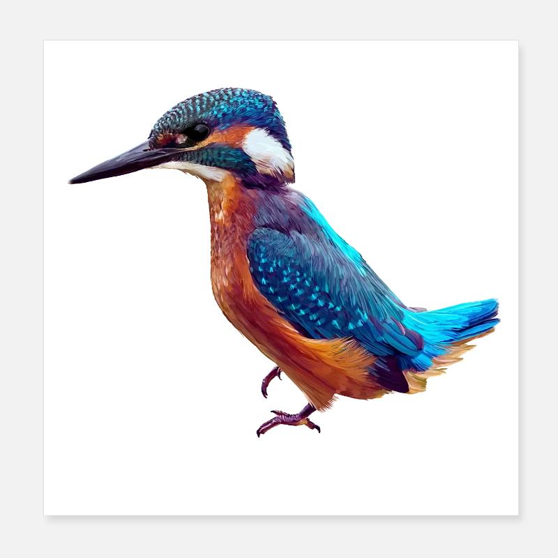 Eisvogel - Poster 20x20 cm - Weiß