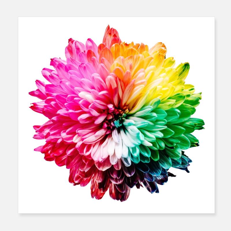 Chrysanthemum Rainbow Poster 8" x 8" (20x20 cm)