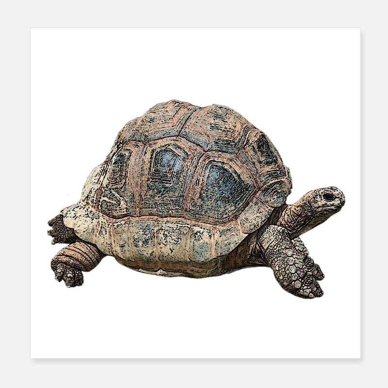 Giant tortoise, great reptiles Poster 8" x 8" (20x20 cm)