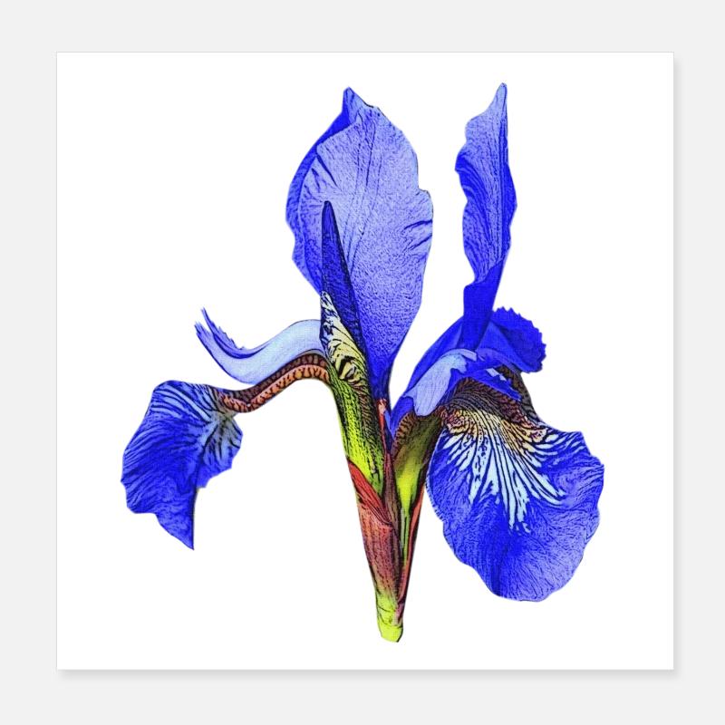 geburtstagsgeschenk mutter, schwertlilie Poster 20x20 cm