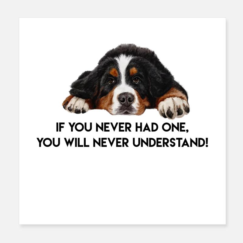 Berner Sennenhund - Poster 20x20 cm - Weiß