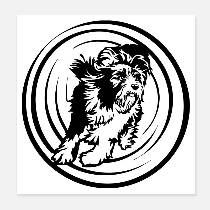 Bearded Collie Poster 20x20 cm