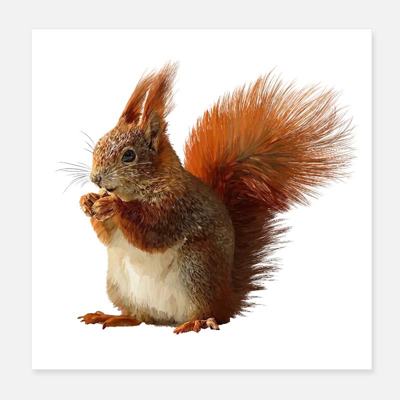 Eichhörnchen - Poster 20x20 cm - Weiß