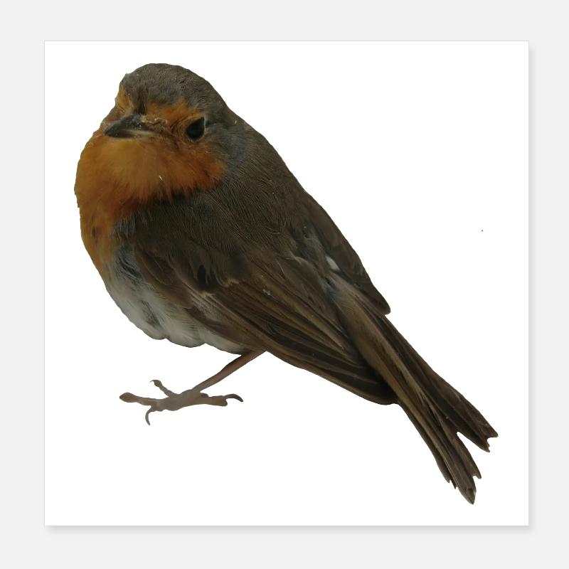 Rouge-gorge Poster 20 x 20 cm