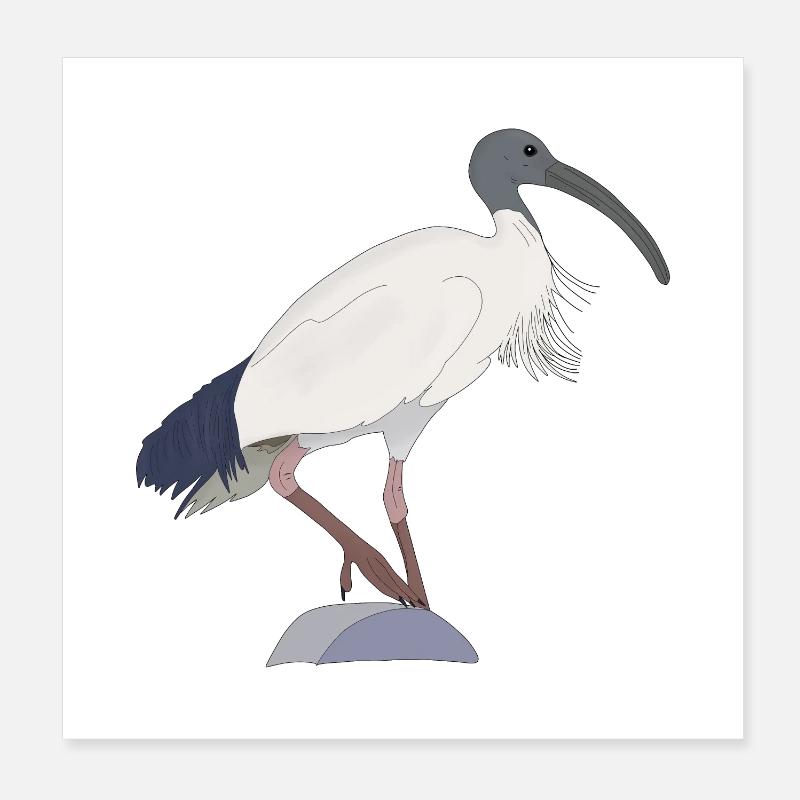 ibis bin Vogel Poster 20x20 cm