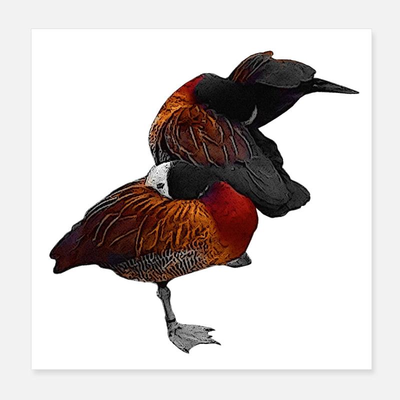 putzende Gänse, Wasservögel Poster 20x20 cm