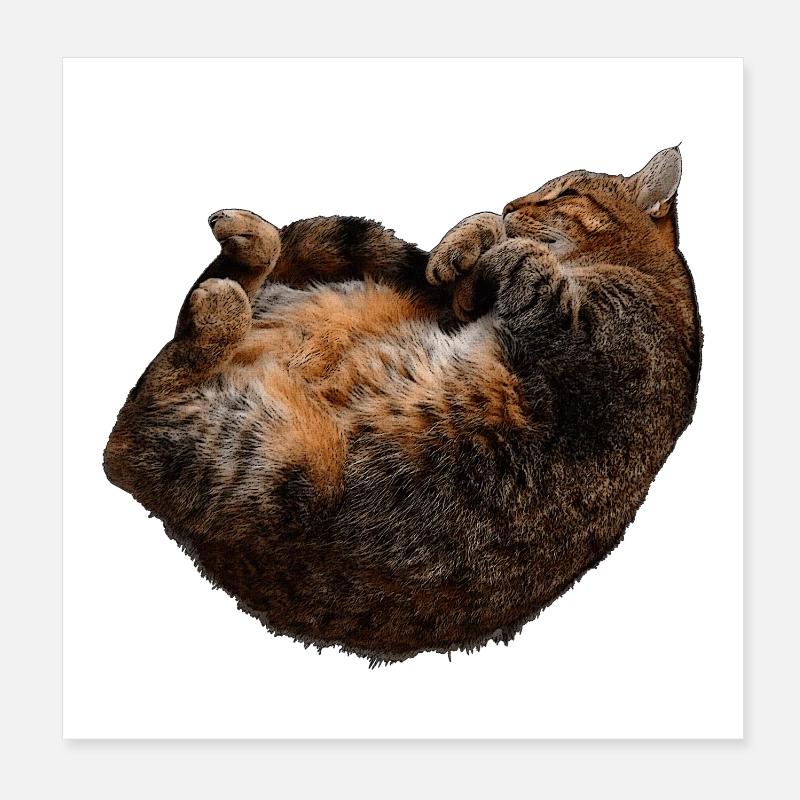 entspannte Katze, tabby motive Poster 20x20 cm