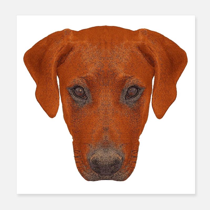 haustierkleidung herren, rhodesian ridgeback Poster 20x20 cm