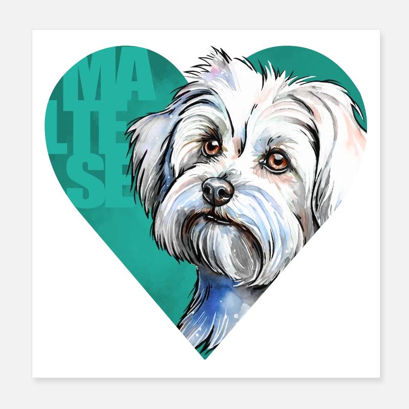 Portrait de bichon maltais Poster 20 x 20 cm