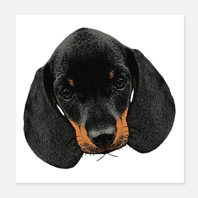 Hunde mädchen, Dackel welpe Kopf Poster 20x20 cm