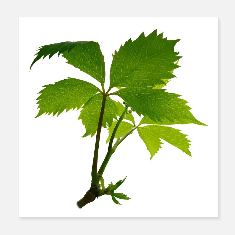 Jeune feuillage – branche verte de feuilles Poster 20 x 20 cm