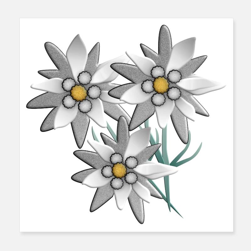 Schneeweiß Edelweiß Blütenprint - Poster 20x20 cm - Weiß