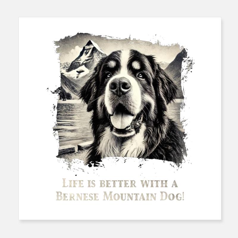Berner Sennenhund Poster 20x20 cm