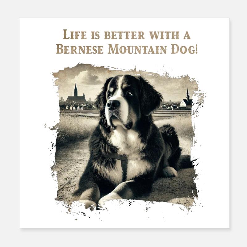 Bouvier bernois Poster 20 x 20 cm
