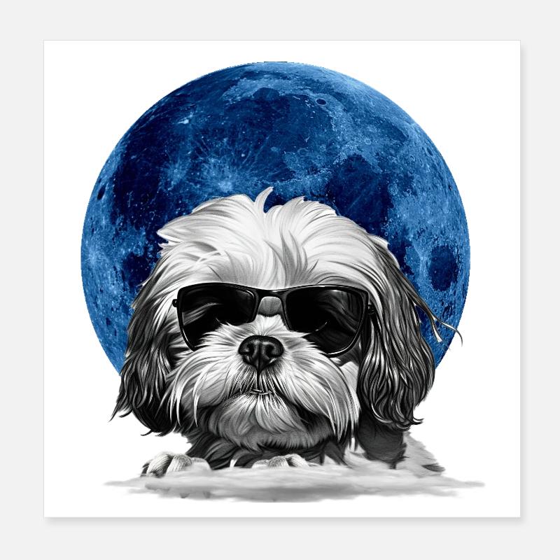 Impression d’art cool Shih Tzu  Poster 20 x 20 cm