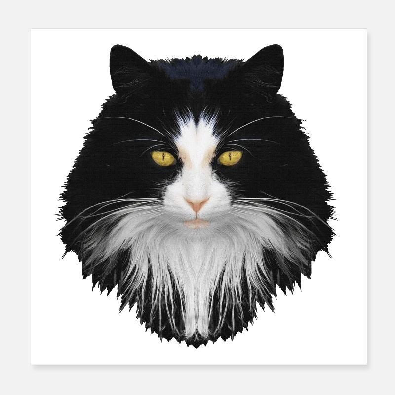 Katze schwarz-weiß, langhaarig, verschenken Poster 20x20 cm