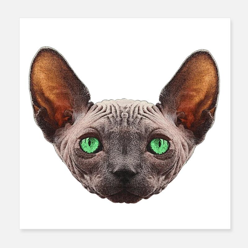 nacktkatze, sphings katze Poster 20x20 cm