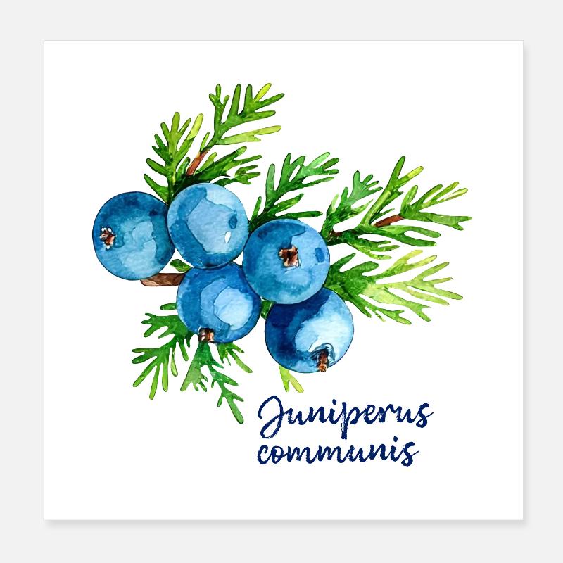 Juniperus communis - botanical illustration Poster 8" x 8" (20x20 cm)