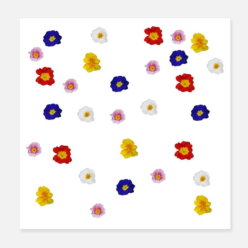 Primevères Poster 20 x 20 cm