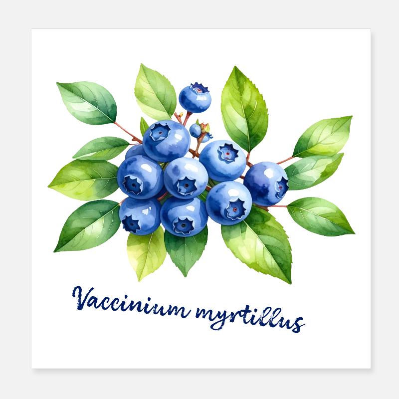 Blueberry - botanical illustration Poster 8" x 8" (20x20 cm)