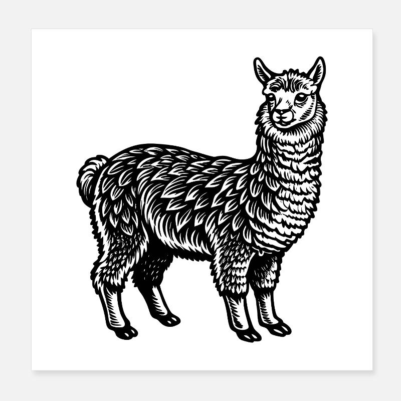 Alpaga Poster 20 x 20 cm