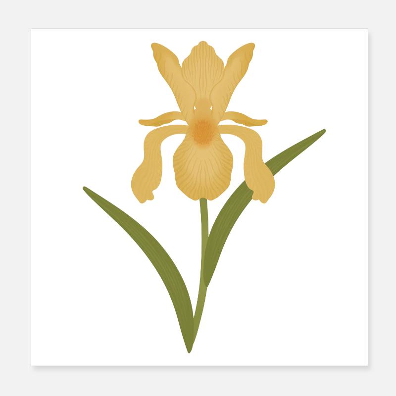 Floraison d’iris doré sur fond vert Poster 20 x 20 cm