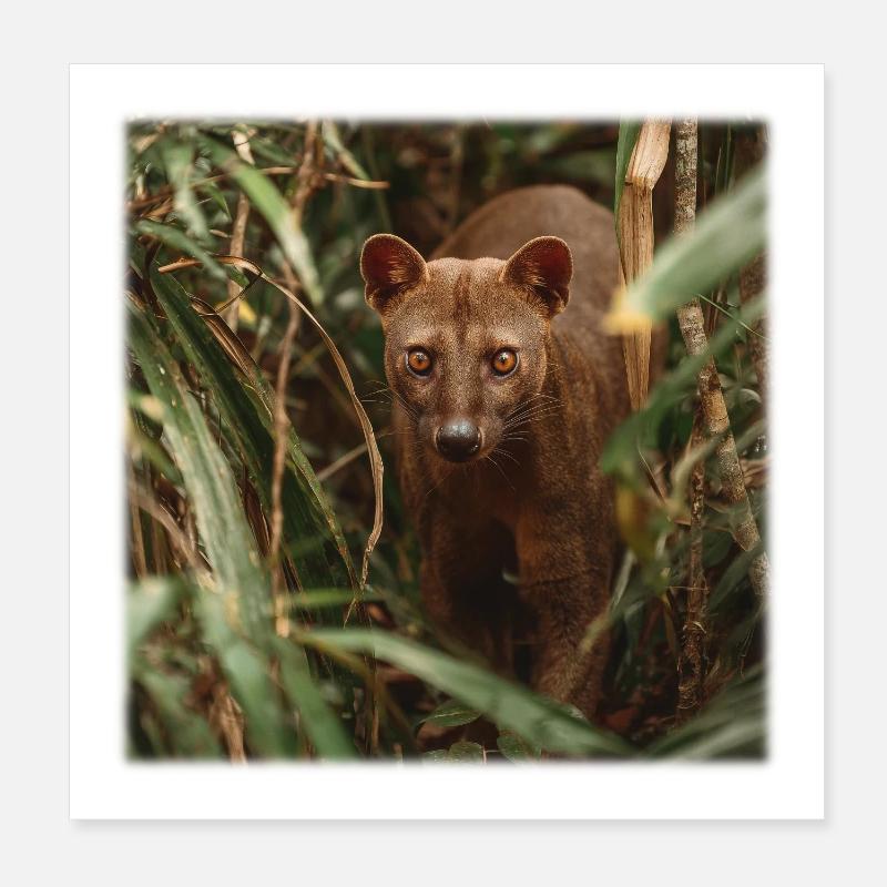 Fossa rare – Chasse silencieuse dans la forêt tropicale Poster 20 x 20 cm
