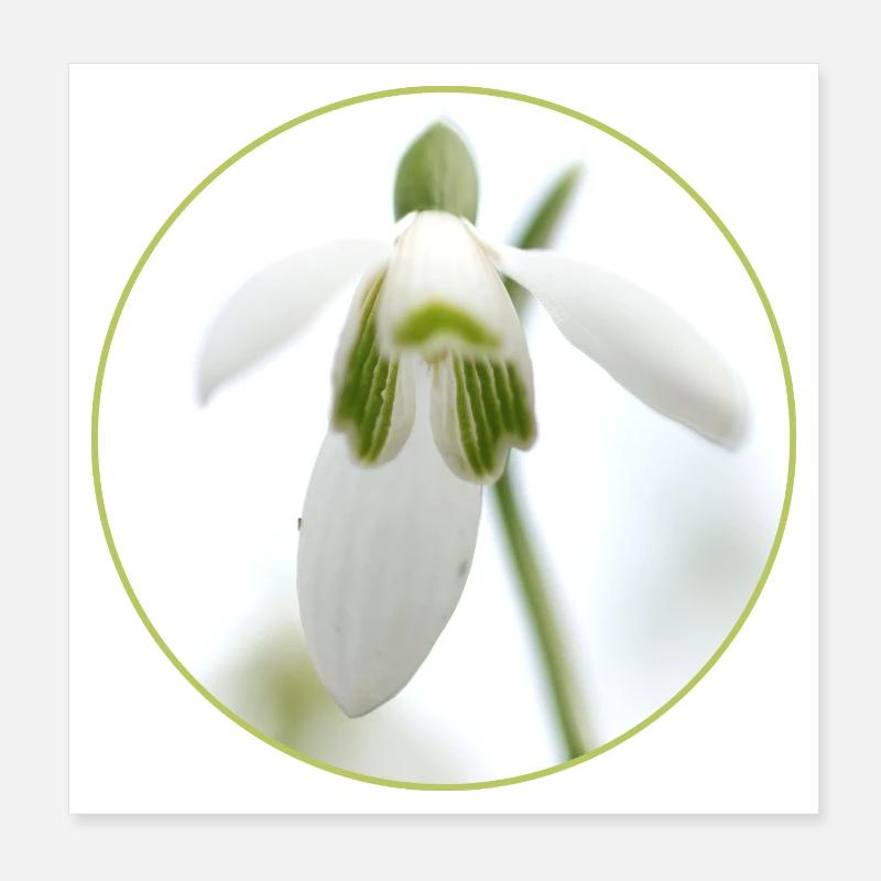 Source de la Fleur de Perce-Neige Poster 20 x 20 cm