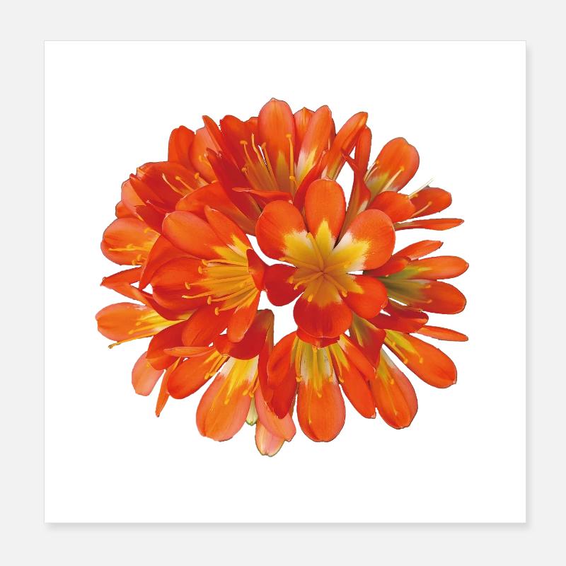 Floraison botanique de clivia orange éclatante Poster 20 x 20 cm